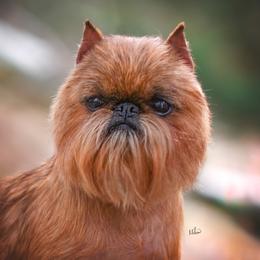 Tony - Brussels Griffon