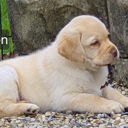 Tipton - Yellow male Labrador Retriever puppy in Greenwich, Ohio from Pure Gem Kennel
