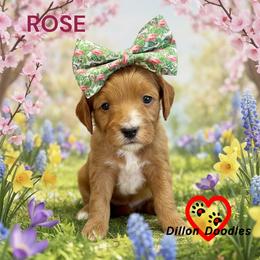 Rose - Red  female Goldendoodle puppy in Vacaville, California from Dillon Doodles