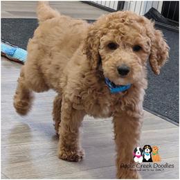 Sebastian - OFA-Genetics-2 yr warranty. - Apricot male Goldendoodle puppy in Jeddo, Michigan from Apple Creek Doodles