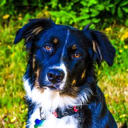 Australian Shepherd All Grown Up from K & R Australian Shepherds