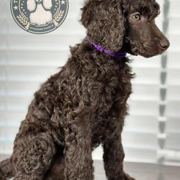 Dolly - Brown male Poodle puppy in Spring Hills, Florida from The Olympus Standard Poodle