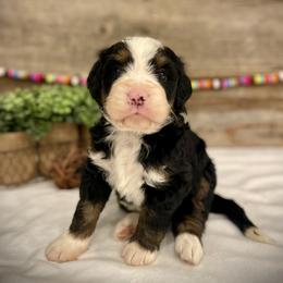 Knox - Tri-color male Bernedoodle puppy in Idaho from Bernese By Barzees