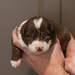 Delta - Red female Border Collie puppy in Kalispell, Montana from North Fork Border Collies