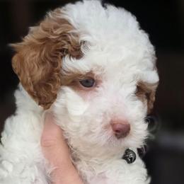Chiffon - Parti male Goldendoodle puppy in Vernon, Texas from Sugarland's Texas Goldendoodles