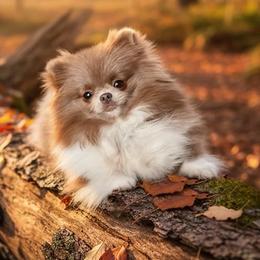 Mango - Pomeranian