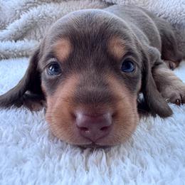 Hulk - Chocolate and tan male Dachshund puppy in Afton, Oklahoma from C5 Doodles