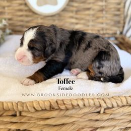 Toffee - Blue merle female Bernedoodle puppy in Murrieta, California from Brookside Bernedoodles