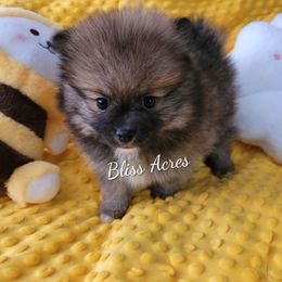 Bogart - Wolf sable male Pomeranian puppy in Ponca City, Oklahoma from Bliss Acres Farm