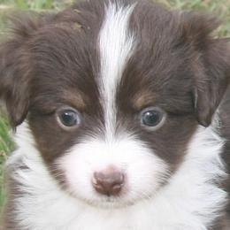 Miniature Australian Shepherds and Toy Australian Shepherds from Maple Creek Run