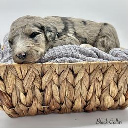 Black collar - Merle male Sheepadoodle puppy in Thornville, Ohio from Four Front Doodles & Friends