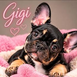 Gigi - Black and tan female French Bulldog puppy in Conroe, Texas from SFLK
