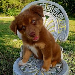 Lady liberty - Red tri-color female Australian Shepherd puppy in Silex, Missouri from Small Town Australian Shepherds