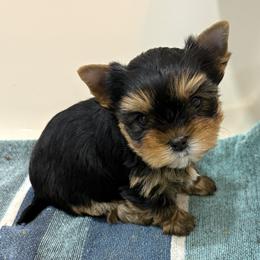 Ruby - Blue and gold female Yorkshire Terrier puppy in Portland, Oregon from Bohemian Beauty Yorkshire Terrier