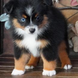 Black tri boy - Black tri male Miniature Australian Shepherd puppy in Lawton, Oklahoma from Lindsey’s Aussies