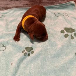 Roy - Chocolate male Labrador Retriever puppy in Carriere, Mississippi from Cajun Water Retrievers