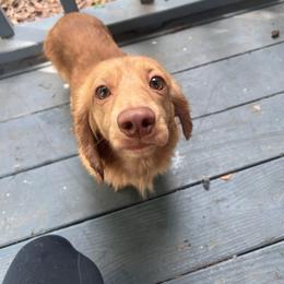 Mr Marbles - Cream male Dachshund puppy in Conroe, Texas from R&M Dachshunds