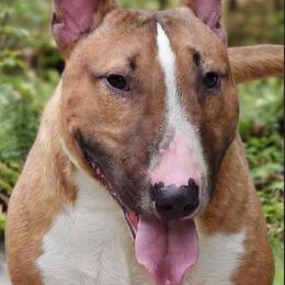 Lou - Red and white male Miniature Bull Terrier puppy in Denton, North Carolina from Rossi River Minibulls