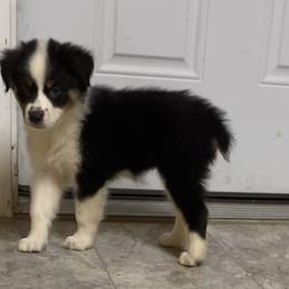 Teal - Black tri-color Australian Shepherd puppy in Silver Springs, Florida from Denise Ocala Forest Florida Aussies