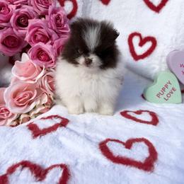 Companion Cross, Goldendoodle, Pomeranian, and Yorkshire Terrier Puppies from Dbos Furry Friends