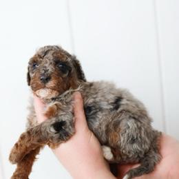 Boy 1 - Blue merle male Aussiedoodle puppy in Omro, Wisconsin from Crystal Ridge Doodles