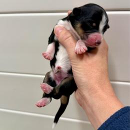 Black tri girl (litter names coming soon) - Black tri-color female Aussiedoodle puppy in Heber City, Utah from Junipersdoodles