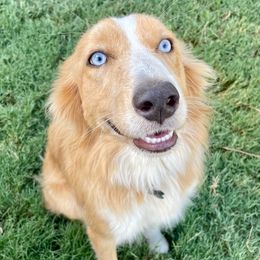 Pres - Border Collie