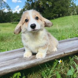 Manny - Red male Pembroke Welsh Corgi puppy in Inverness, Florida from Canaan Farm Corgis