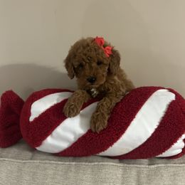 Luna - Red  female Goldendoodle puppy in Mint Hill, North Carolina from DoodleForever