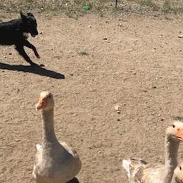 Australian Shepherds from Fastlane Australian Shepherd
