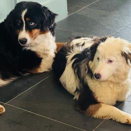 Muffy - Blue merle female Miniature American Shepherd puppy in Jonesborough, Tennessee from Bouchard’s Best Shepherds