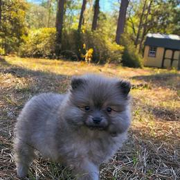 Lil bit - Blue sable male Pomeranian puppy in Inverness, Florida from Pompadorable Poms