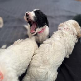 Bernedoodle and Double Doodle Puppies from ETX Dandy Doodle