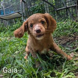Gaia - Red female Cockapoo puppy in Sunset, Louisiana from Cano Cockapoos