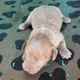 Stone - Fawn (Isabella) male Dachshund puppy in Hawley, Texas from Foxy’s Dachshunds & Toy Aussies
