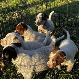Australian Cattle Dog Puppies from Twisted C Heelers