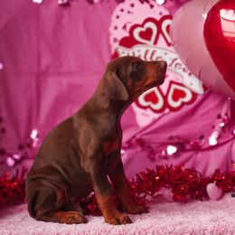 Doberman Pinscher and Labrador Retriever Puppies from GFDutton Retrievers & Dalla Grazia Dobermans