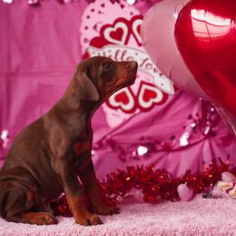 Doberman Pinscher and Labrador Retriever Puppies from GFDutton Retrievers & Dalla Grazia Dobermans