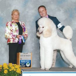 Poodle Puppies from Bonnie Weyrauch
