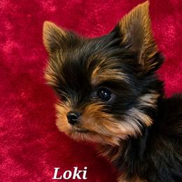 Loki - Black and gold male Yorkshire Terrier puppy in Luray, Tennessee from Little Angel Yorkies