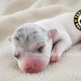 Glory 4000 - Dapple female Dachshund puppy in Houston, Texas from Texas Regal Dachshunds LLC