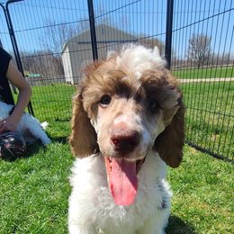 Purple - Poodle puppy in Whitmore Lake, Michigan from Painted Poodles