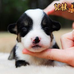 Scar - Black and tan male American Corgi puppy in Star City, Arkansas from T4 Farms