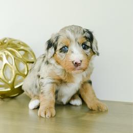 Kie - female Australian Mountain Doodle puppy in Spanish Fork, Utah from K Brand Doodles
