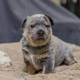 Australian Cattle Dog Puppies from Littletrouble Cattle Dogs