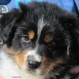 Australian Shepherd Puppies from Parsons Australian Shepherds