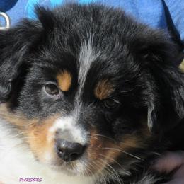 Australian Shepherd Puppies from Parsons Australian Shepherds