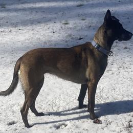 Belgian Malinois and xDutch Shepherd All Grown Up from Alliance K9