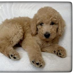 Charlie - Cream male Labradoodle puppy in Mission, Texas from Sharyland Pets