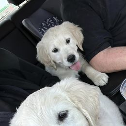 Golden Retrievers from C&L Golden Retriever Puppies